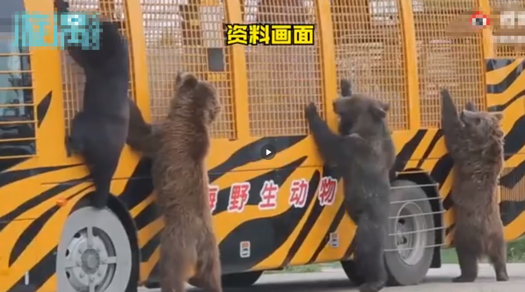 上海一野生动物园出事，光上饲养员被群熊撕扯咬死，海野不幸遇难
